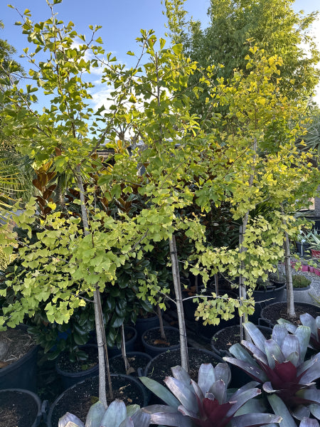 Ginkgo biloba