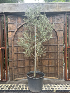 Olea europea  {Olive}