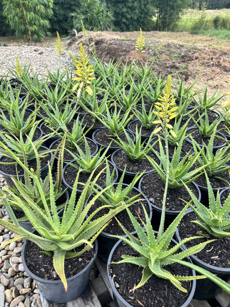 Aloe hybrid (LEO 4520A) PBR Bush Baby Yellow tm