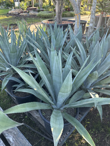 Agave weberi