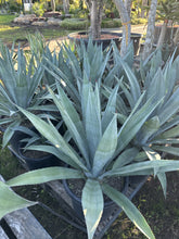 Load image into Gallery viewer, Agave weberi
