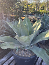 Load image into Gallery viewer, Agave salmiana
