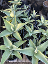 Load image into Gallery viewer, Agave guiengola
