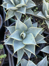 Load image into Gallery viewer, Agave pygmaea Dragon Toes

