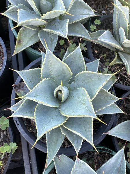 Agave pygmaea Dragon Toes