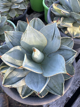 Load image into Gallery viewer, Agave pygmaea Dragon Toes

