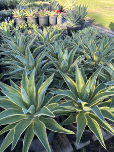 Agave desmettiana El Miradores Gold