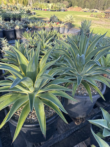 Agave desmettiana El Miradores Gold