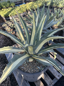 Agave americana Mediopicta Alba