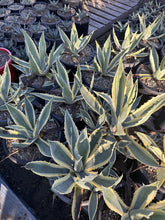 Load image into Gallery viewer, Agave americana Variegata
