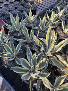 Agave americana Variegata