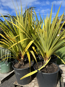 Pandanus utilis