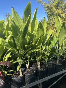 Cordyline manners-suttoniae