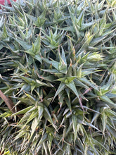 Load image into Gallery viewer, Deuterocohnia brevifolia  {Mounding Bromeliad}
