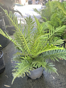 Blechnum brasiliense Silver Lady