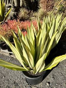 Furcraea foetida