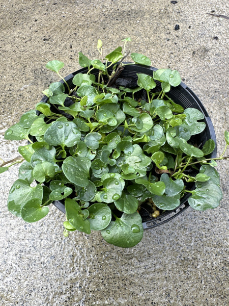 Dichondra repens