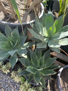 Agave Blue Flame