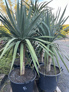 Dracaena draco