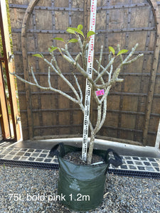 Plumeria rubra acutifolia