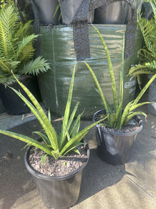 Sansevieria parva