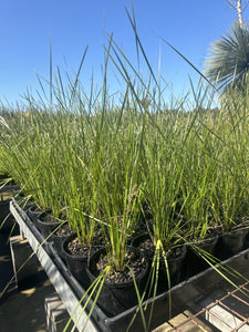 Lomandra longifolia Verday