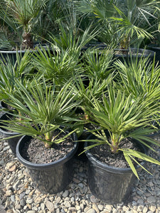 Chamaerops humilis