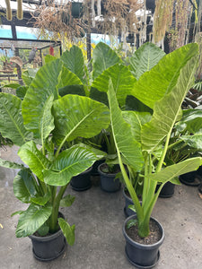 Alocasia macrorhiza