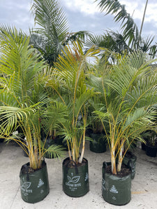 Dypsis lutescens