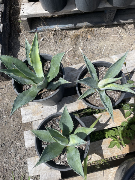 Agave salmiana