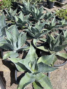 Agave salmiana