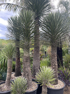 Yucca filifera