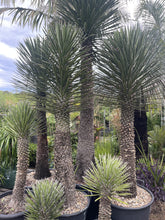 Load image into Gallery viewer, Yucca filifera
