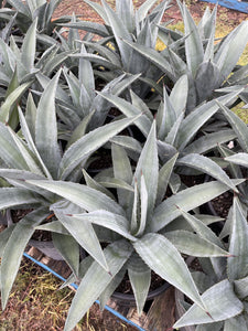 Agave weberi