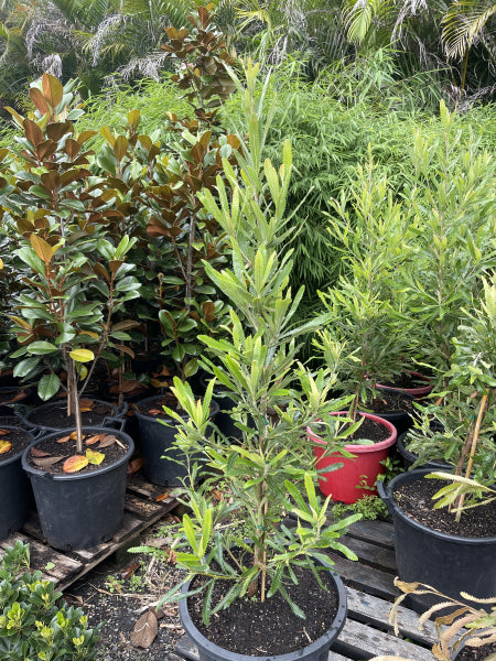 Banksia serrata