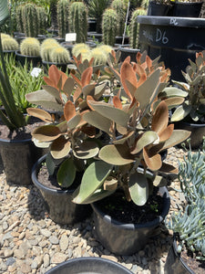 Kalanchoe Copper Spoons