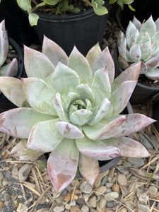 Echeveria colorata Mexican Giant