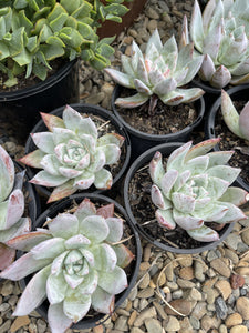 Echeveria colorata Mexican Giant