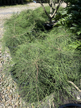 Load image into Gallery viewer, Casuarina glauca Cousin It
