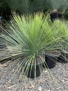 Xanthorrhoea glauca