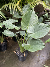 Load image into Gallery viewer, Alocasia wentii
