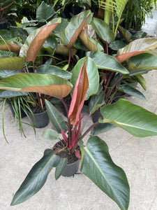 Philodendron Rojo Congo