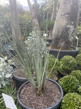 Load image into Gallery viewer, Strelitzia parvifolia var. juncea
