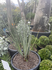 Strelitzia parvifolia var. juncea