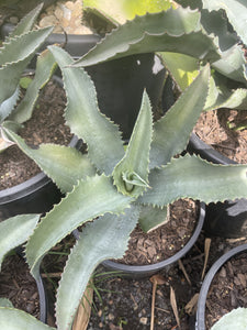 Agave gypsophila Blue Wave