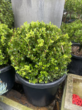 Load image into Gallery viewer, Buxus microphylla japonica
