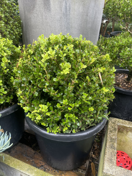 Buxus microphylla japonica