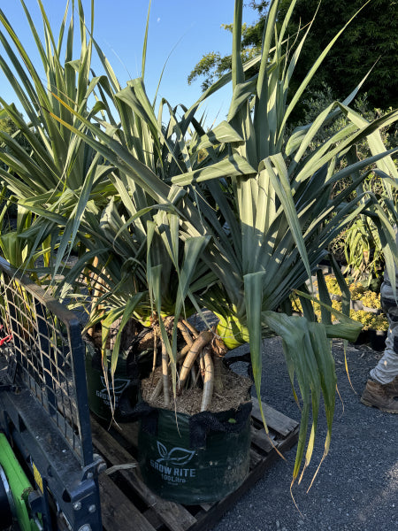 Pandanus tectorius