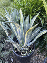 Load image into Gallery viewer, Agave americana Variegata
