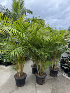 Dypsis lutescens